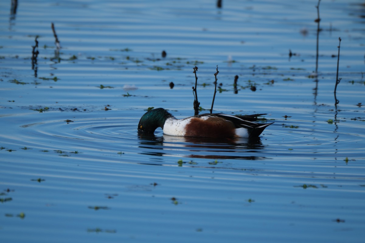 lžičák pestrý - ML645358313