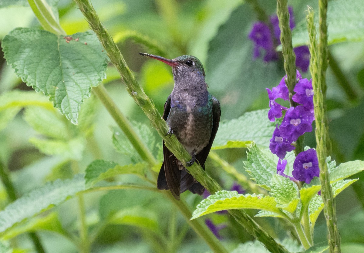 Sapphire-spangled Emerald - ML645358315