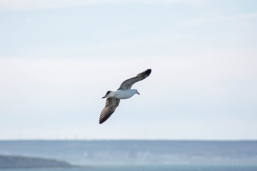 Kelp Gull - ML645358317