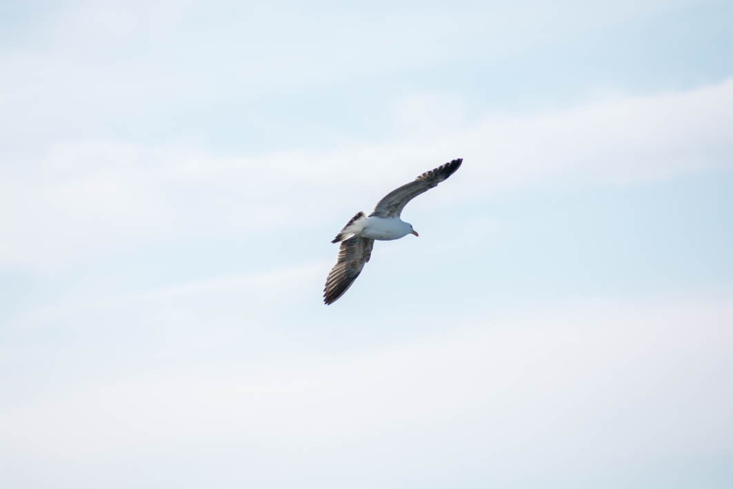 Kelp Gull - ML645358318