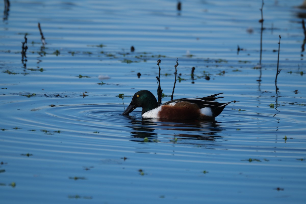 lžičák pestrý - ML645358322