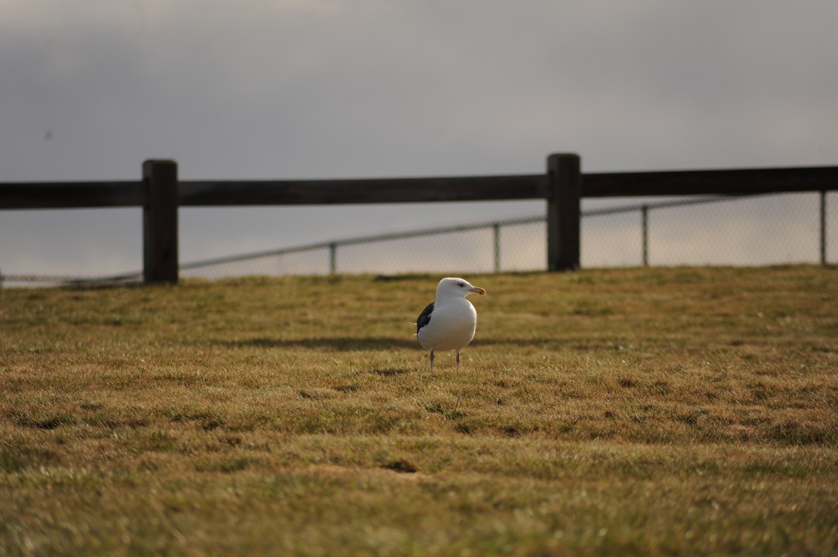 racek mořský - ML645358326
