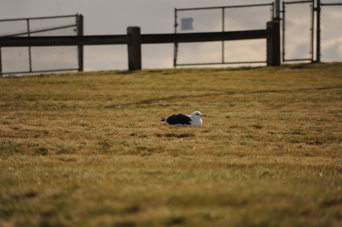 racek mořský - ML645358327