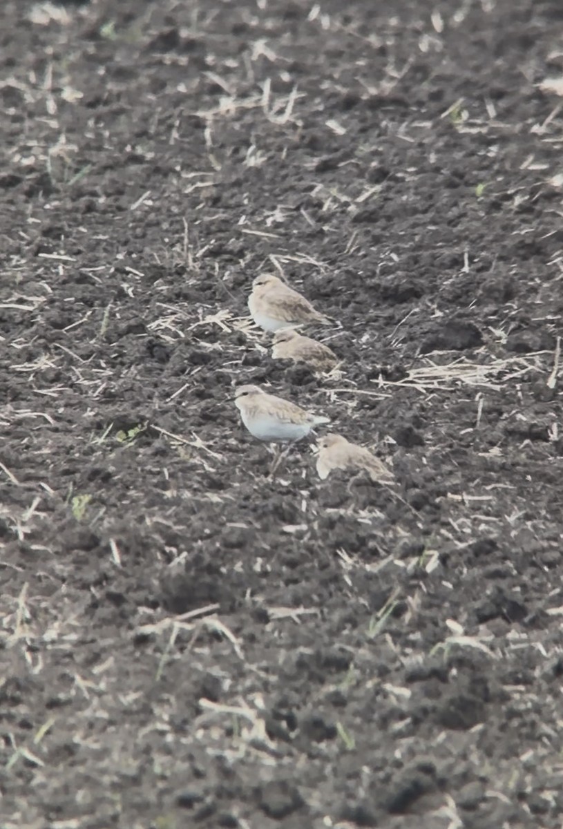 Горный зуёк - ML645358329