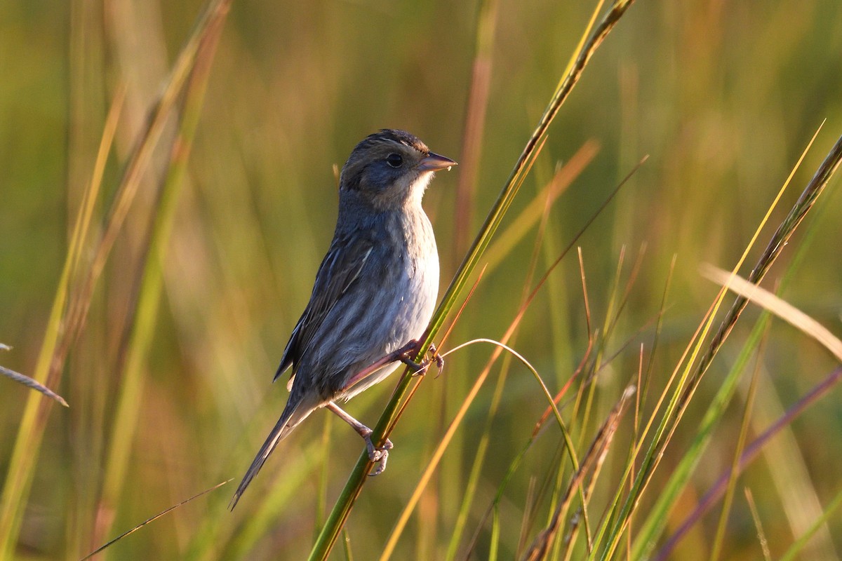 Chingolo de Nelson - ML645358331