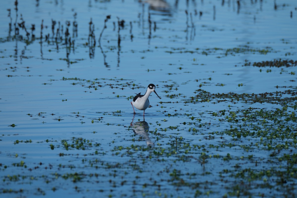 pisila černokrká - ML645358334