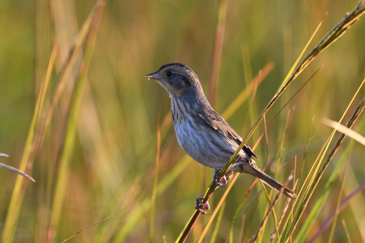 Chingolo de Nelson - ML645358335