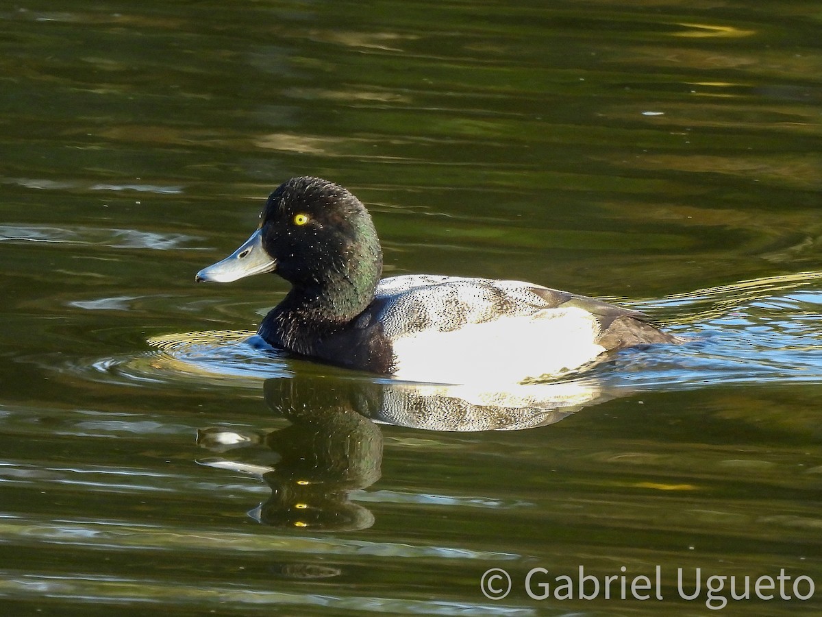 スズガモ - ML645358336