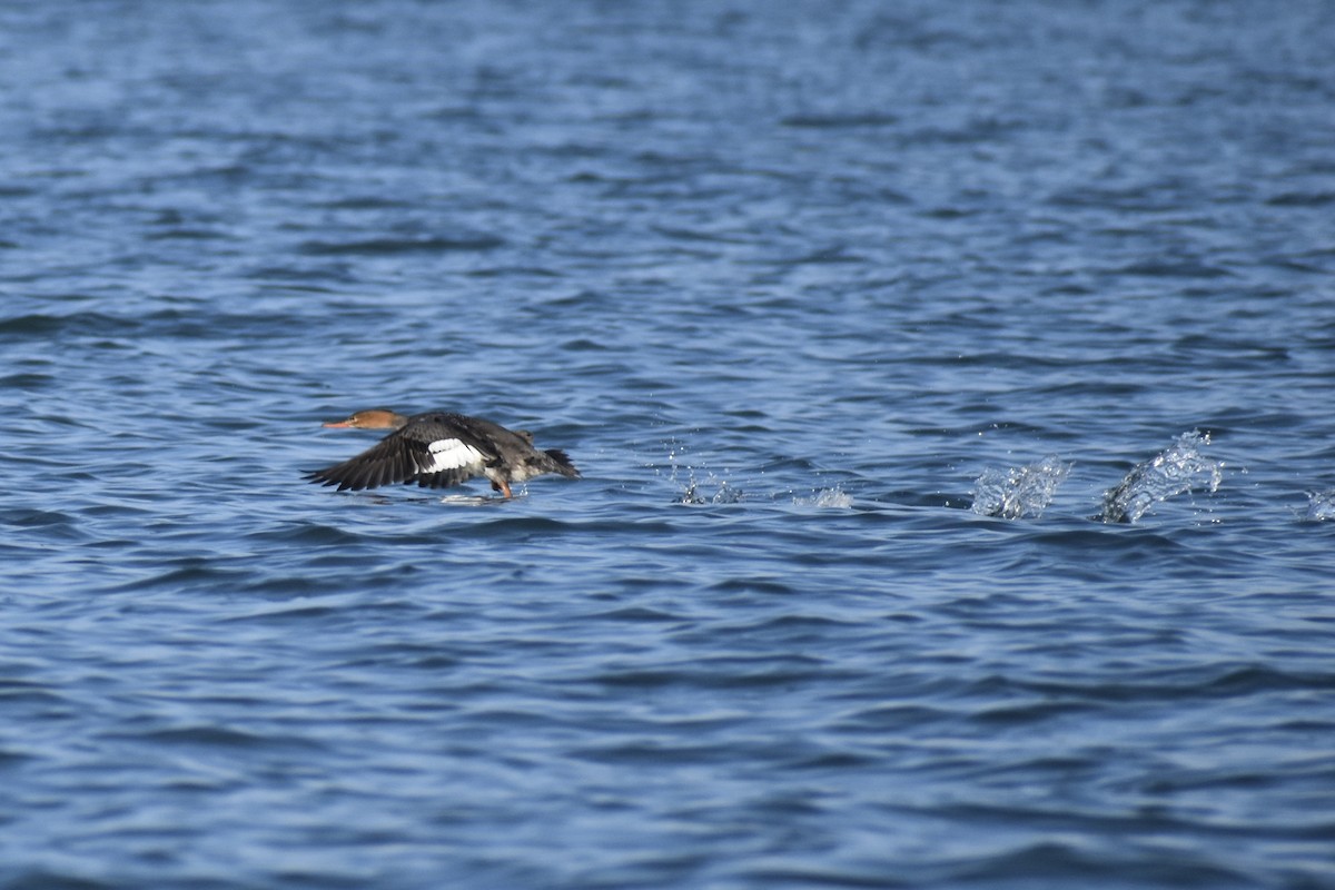 Red-breasted Merganser - ML645358337