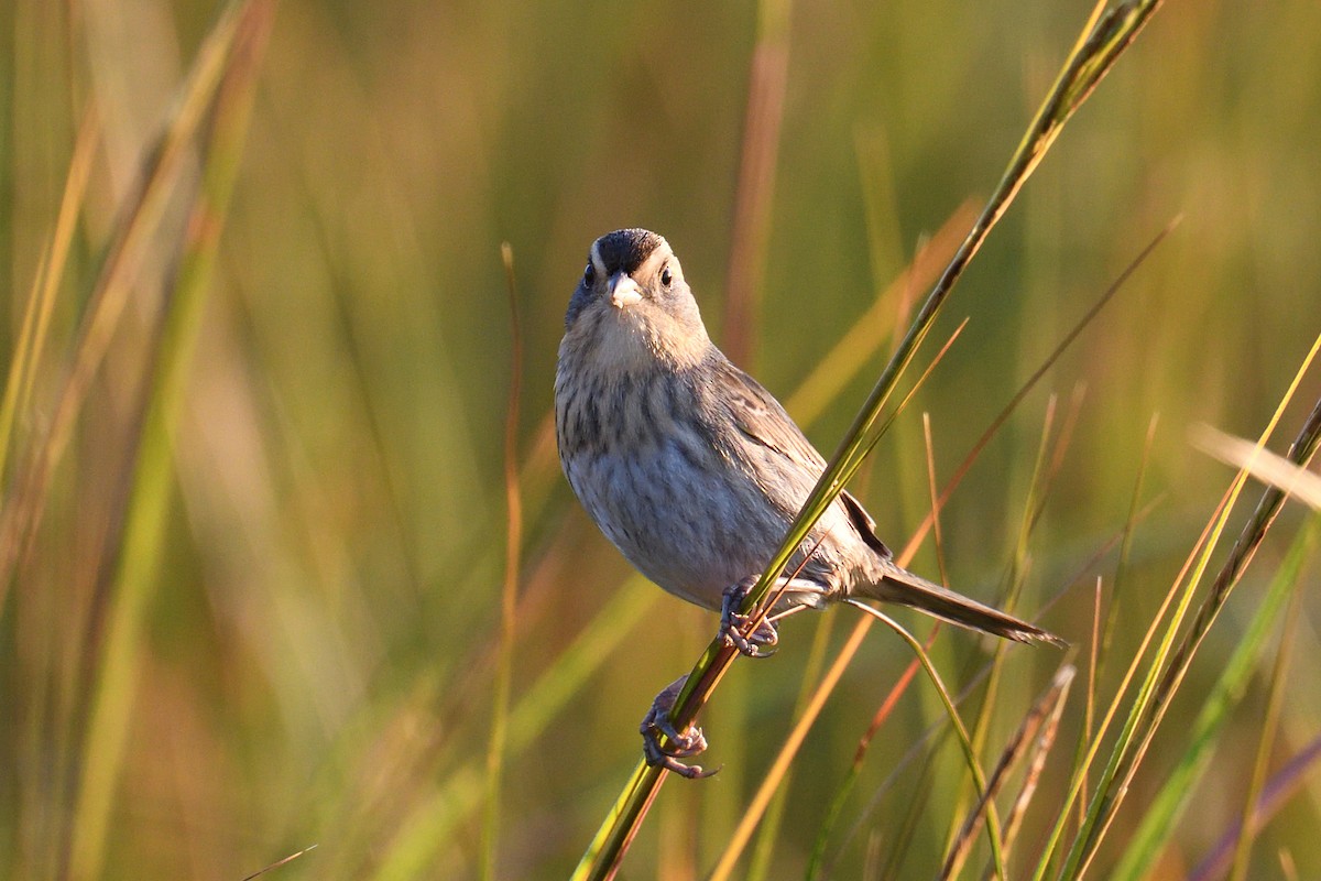 Chingolo de Nelson - ML645358338