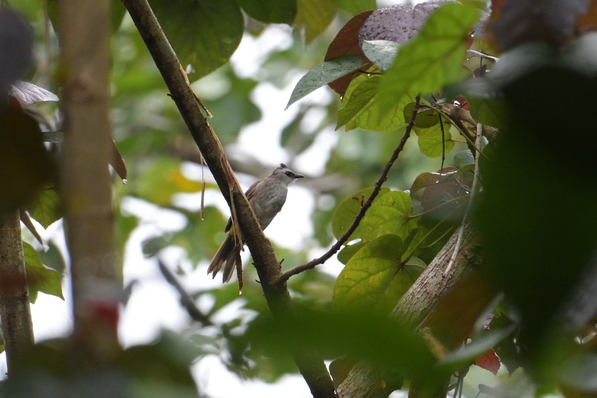 Yellow-vented Bulbul - ML645358339