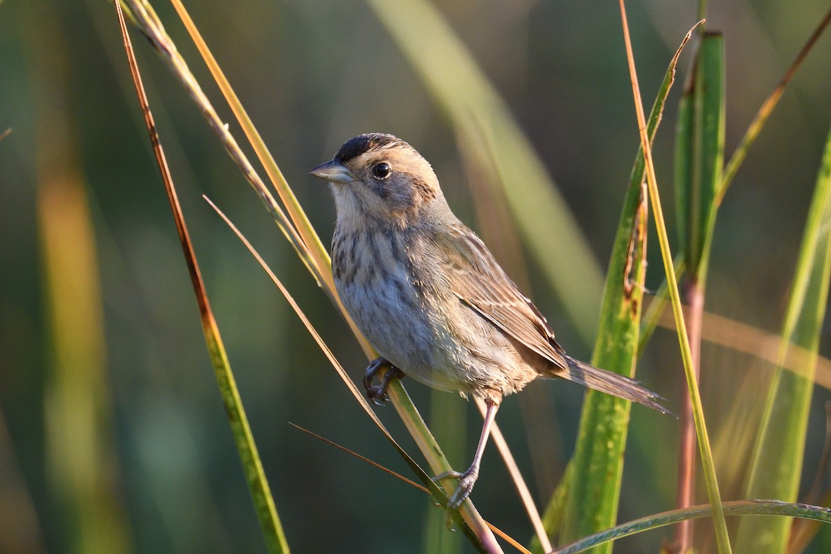 Chingolo de Nelson - ML645358341