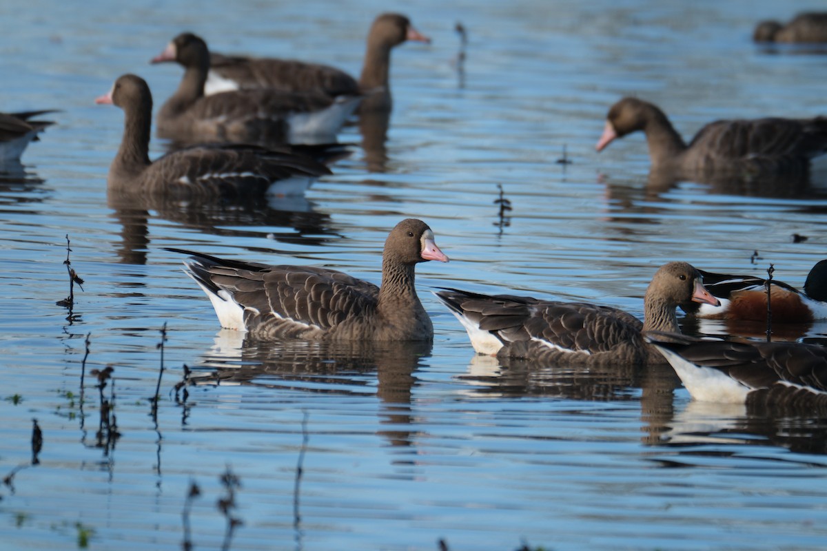 husa běločelá - ML645358343