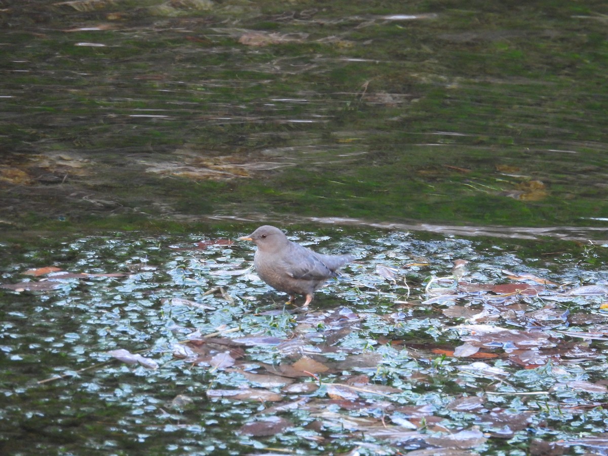 American Dipper - ML645358361
