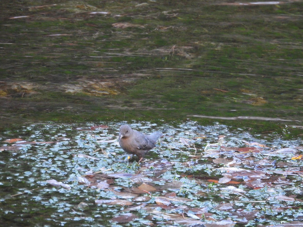 American Dipper - ML645358362
