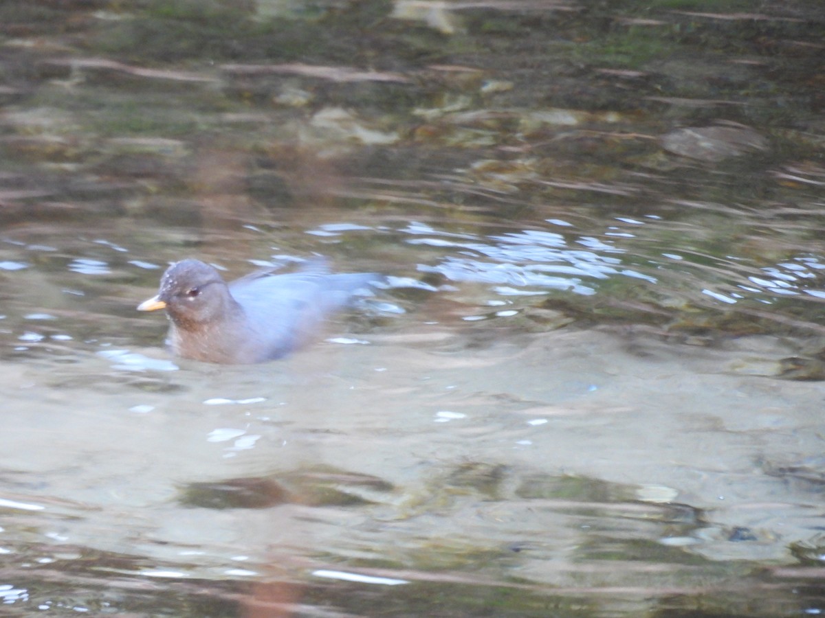 American Dipper - ML645358363