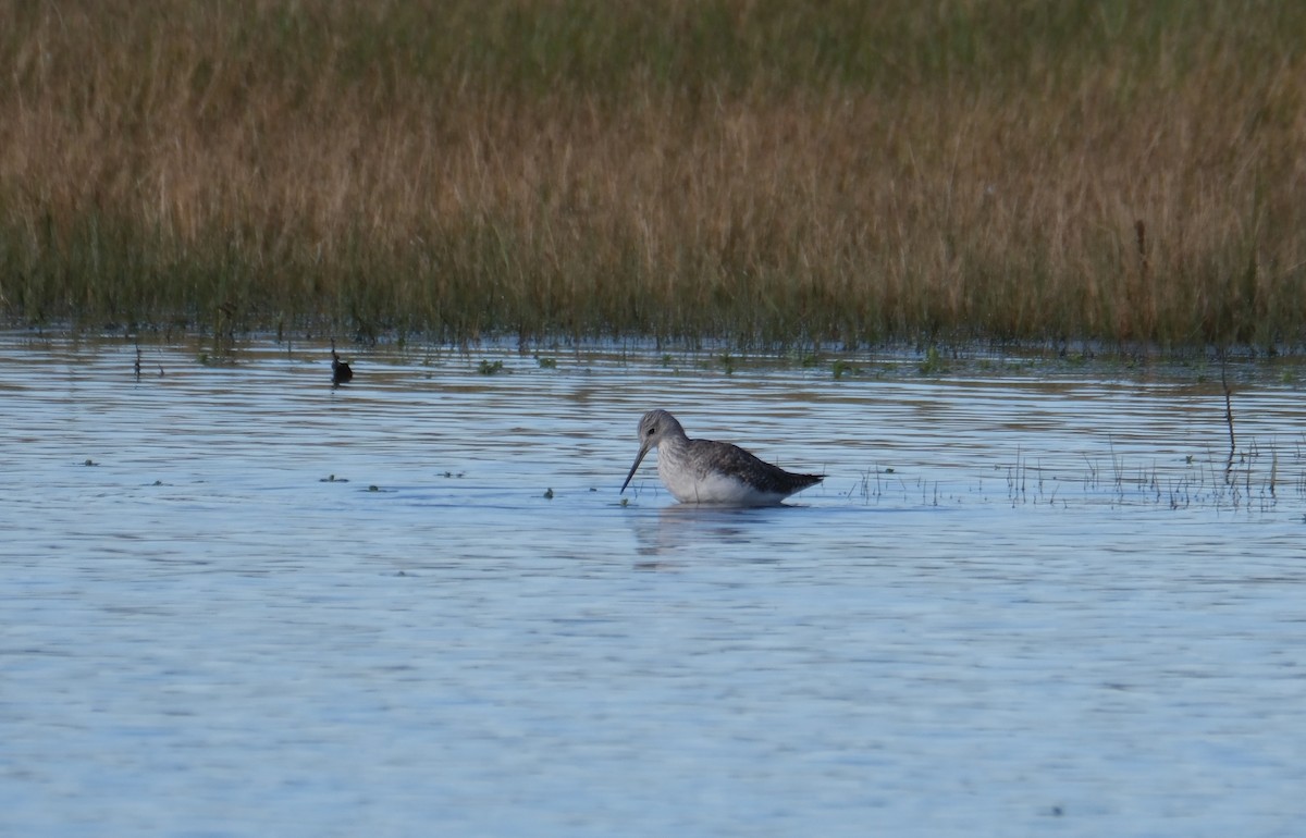vodouš velký - ML645358370