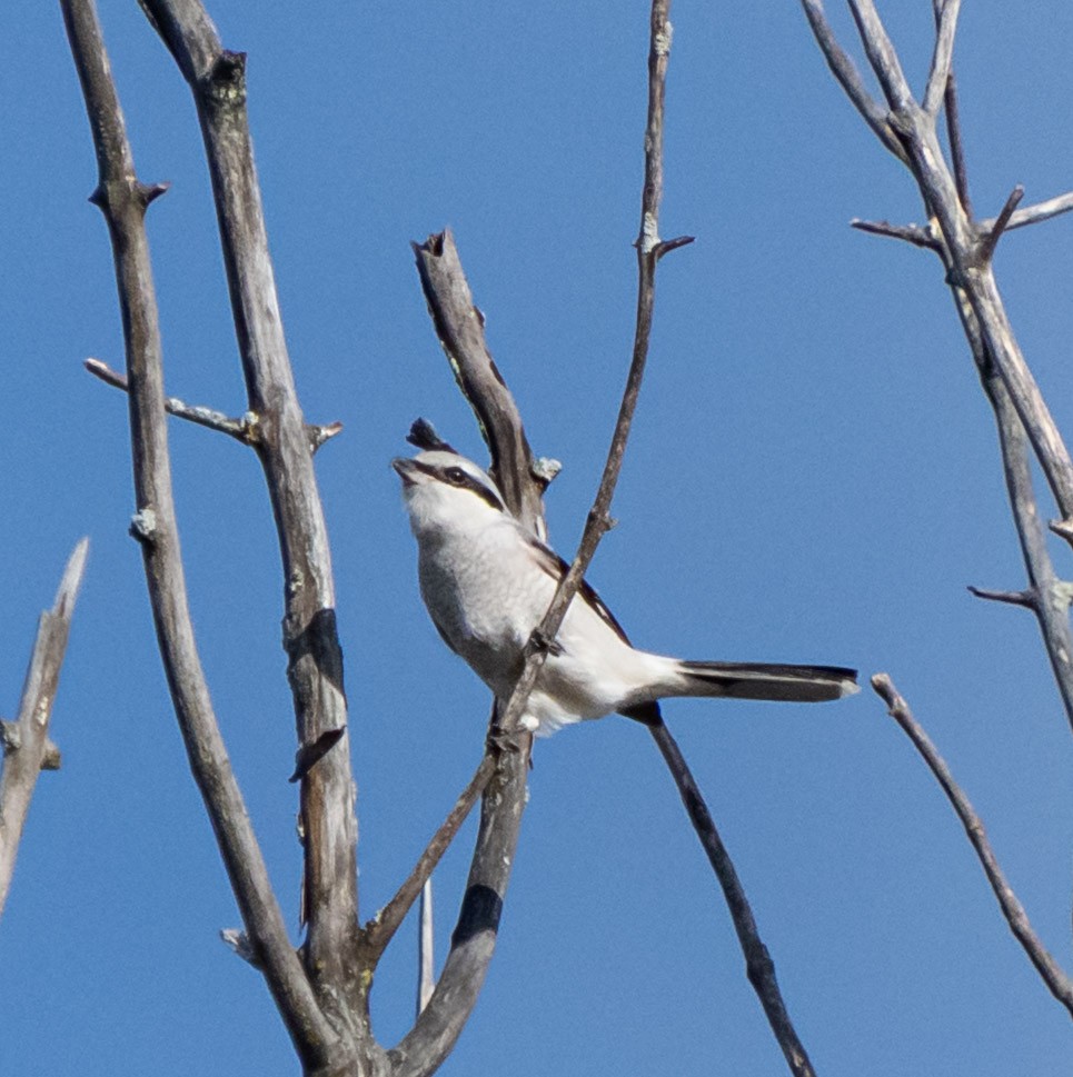 Northern Shrike - ML645358375