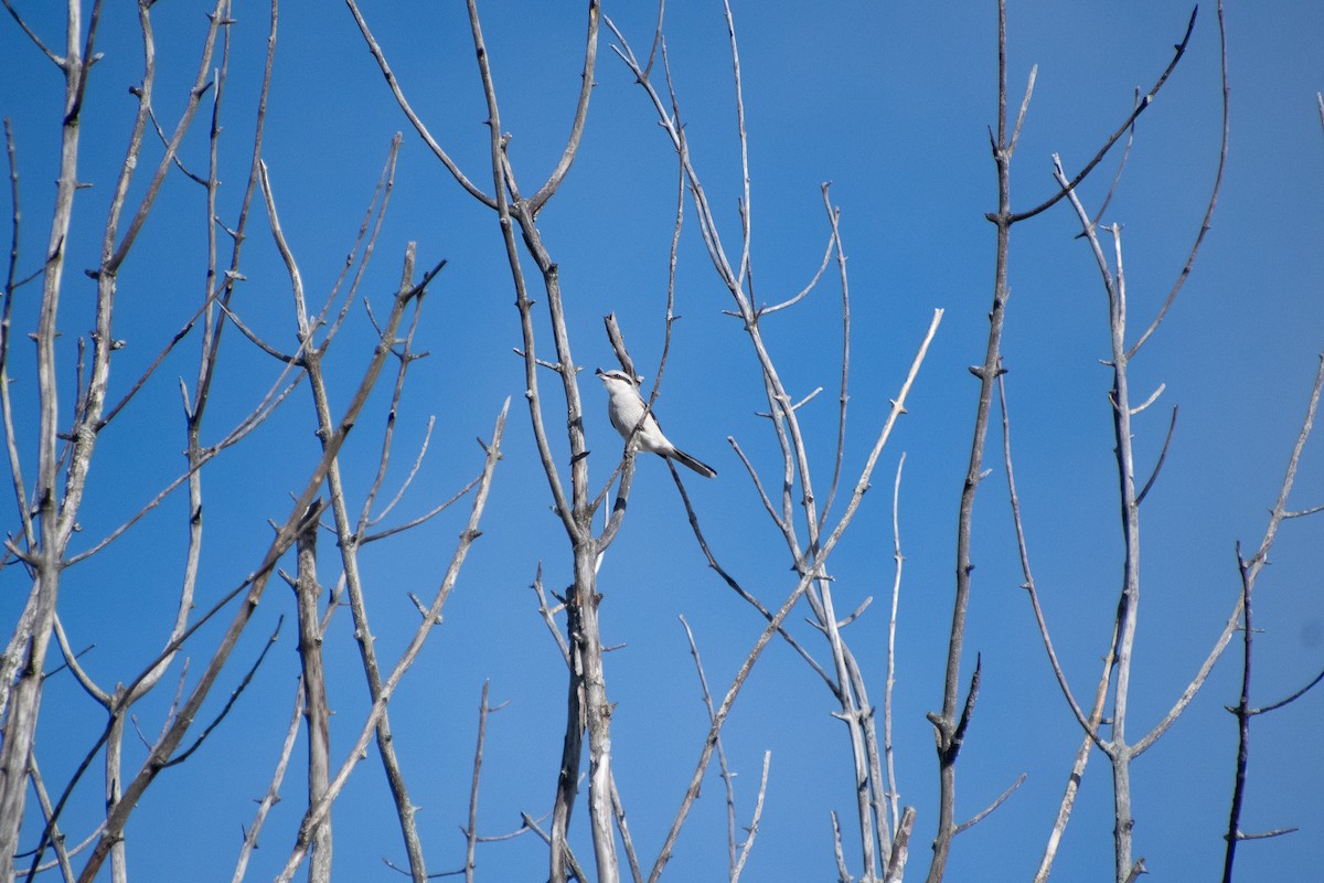 Northern Shrike - ML645358376