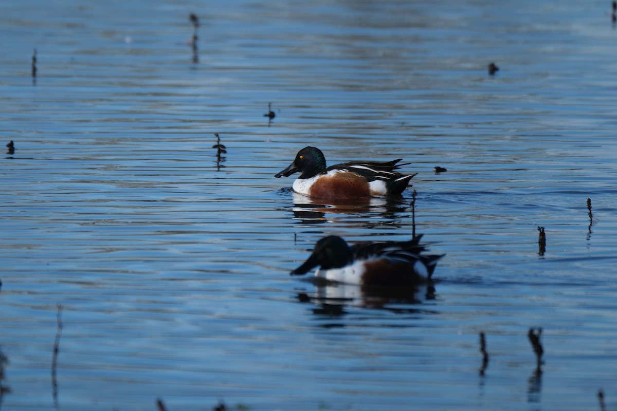 lžičák pestrý - ML645358384