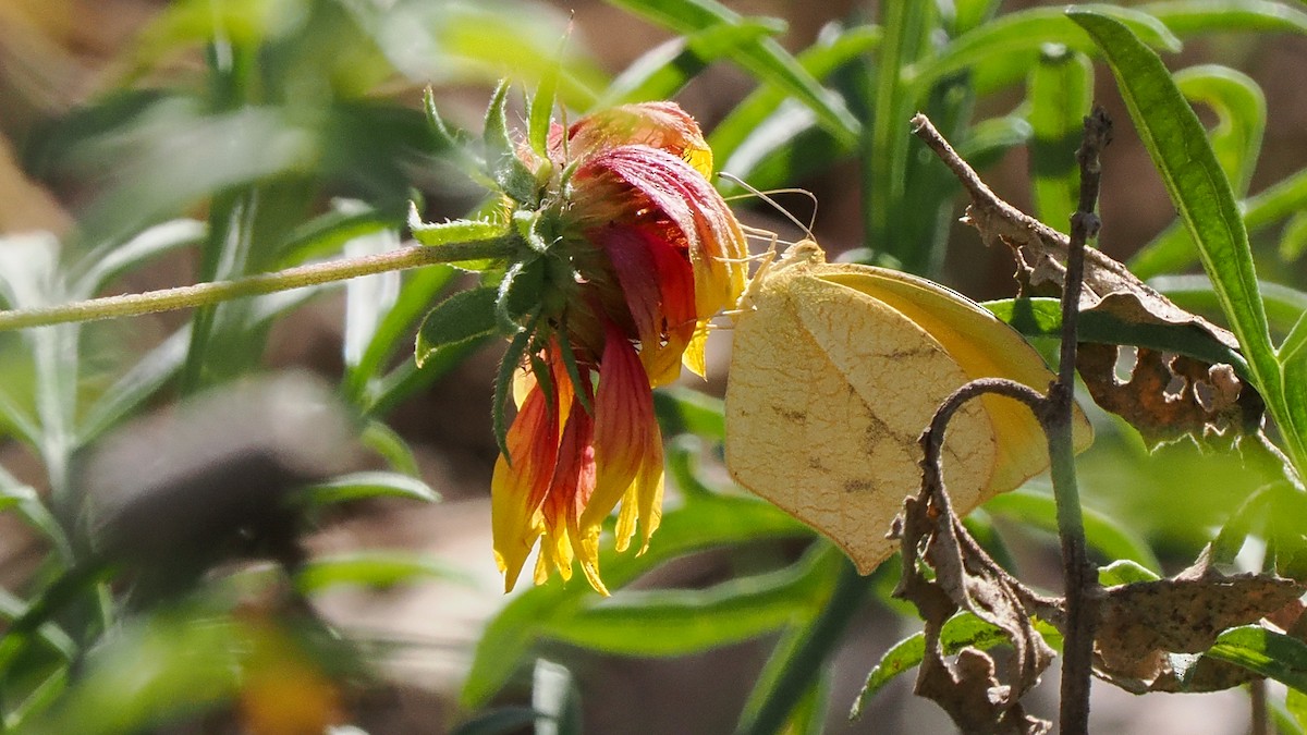 Tailed Orange - ML645358386