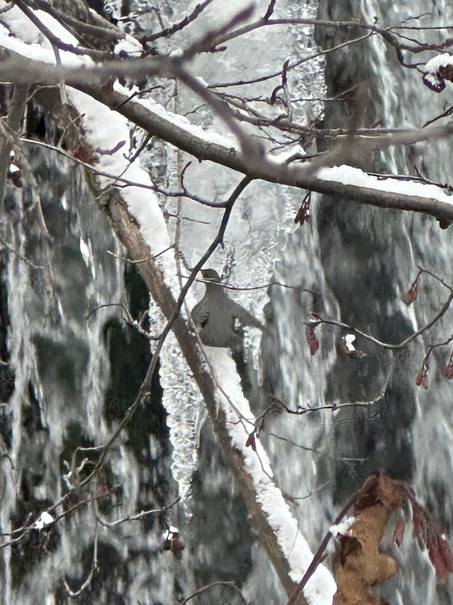 American Dipper - ML645358388