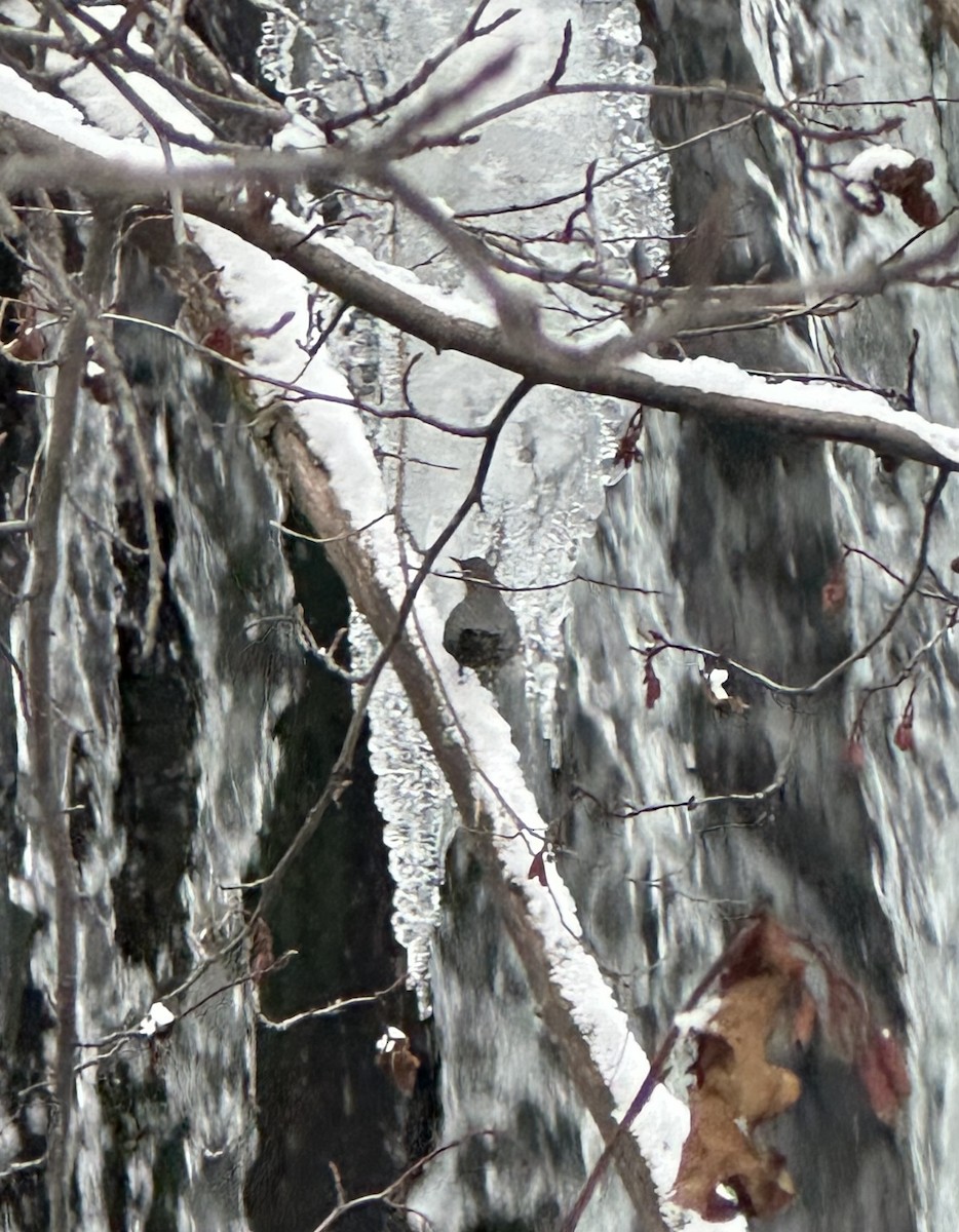 American Dipper - ML645358389