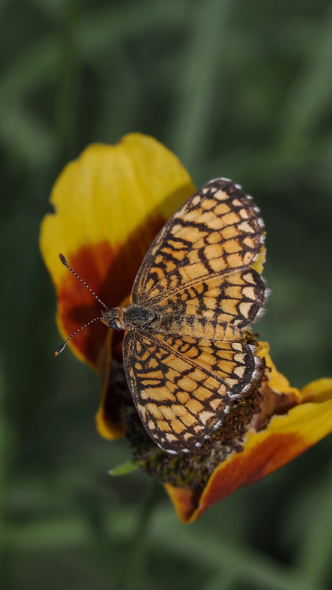 Arizona Checkerspot - ML645358390
