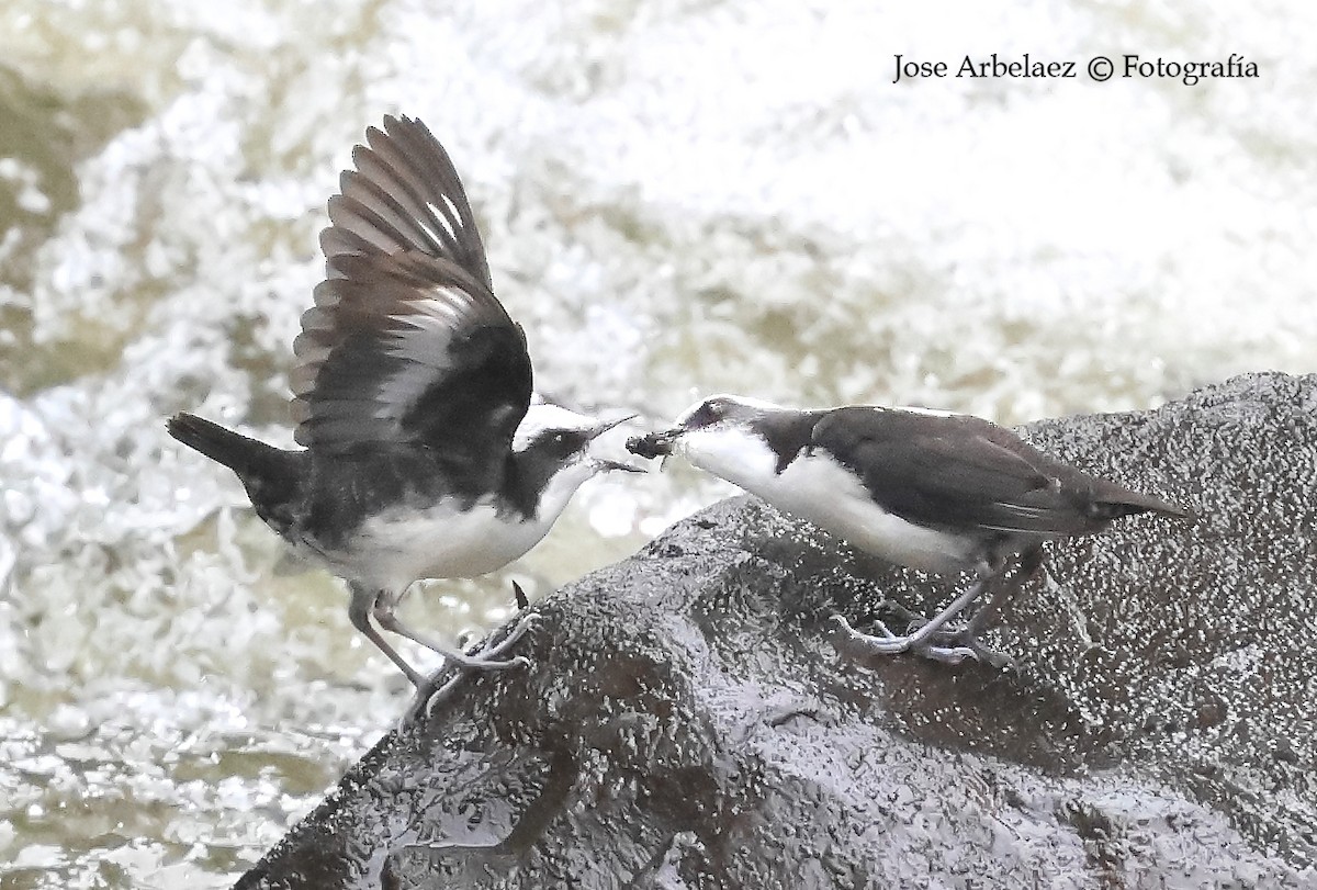 White-capped Dipper - ML645358391