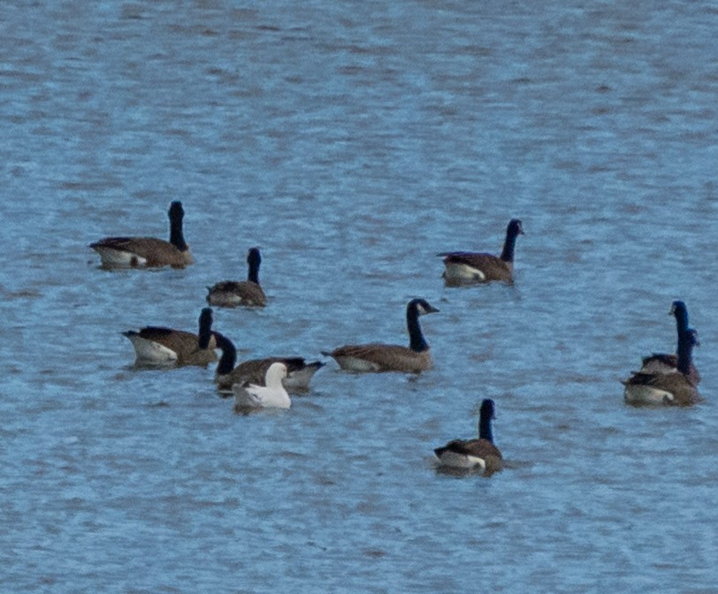 Ross's Goose - ML645358392