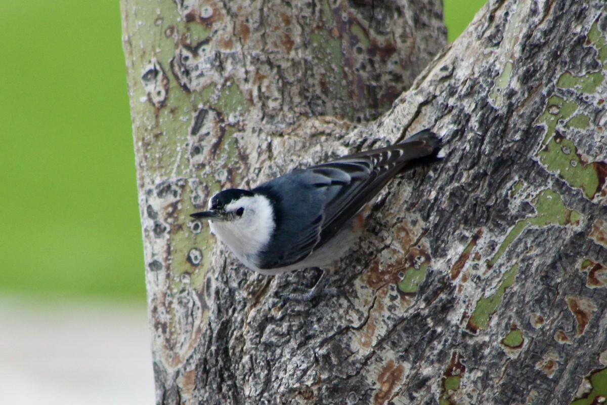 White-breasted Nuthatch - ML645358399
