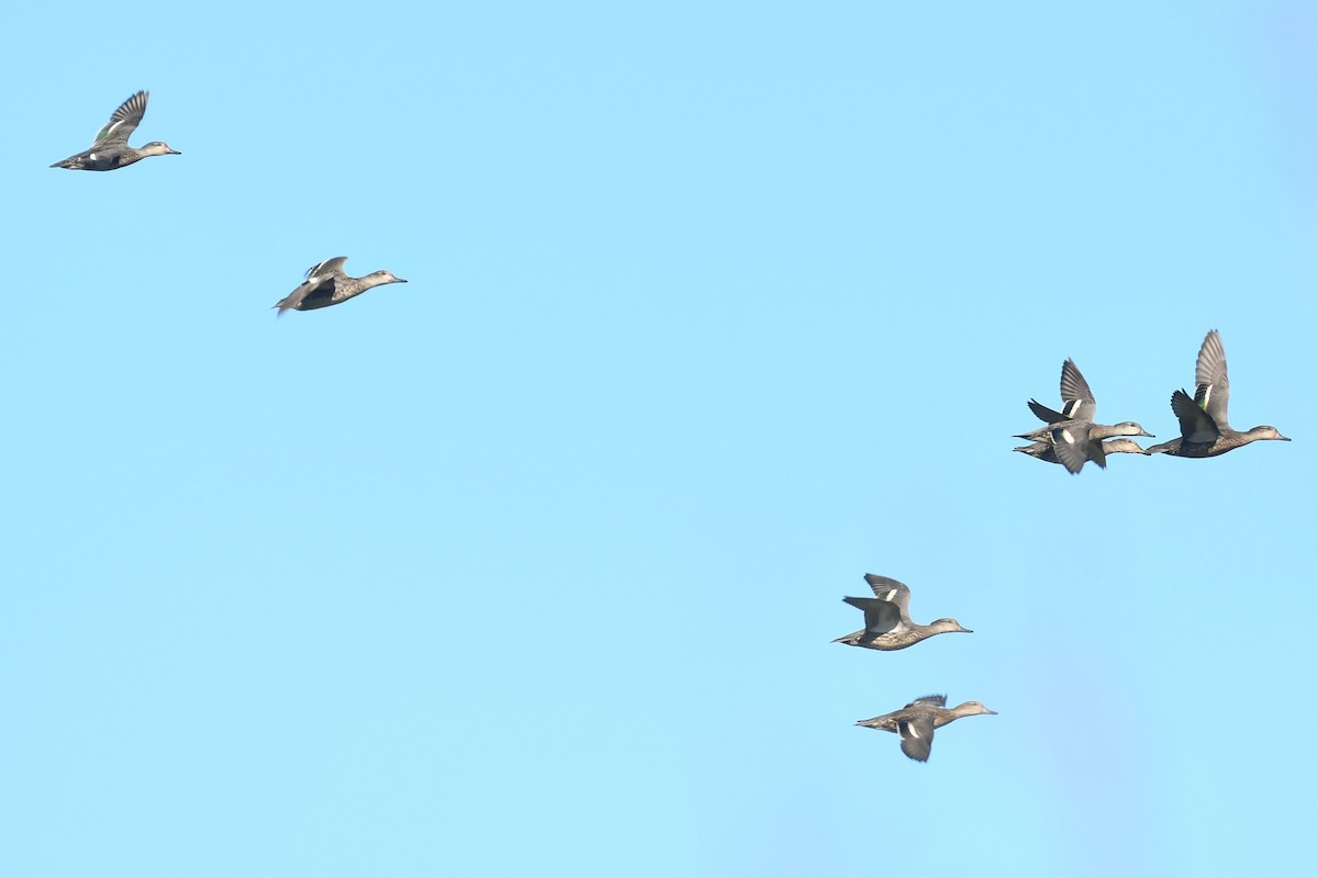 Alzavola - ML645358401