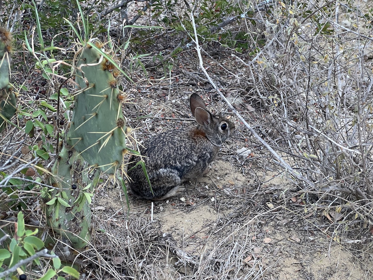 トウブワタオウサギ - ML645358405