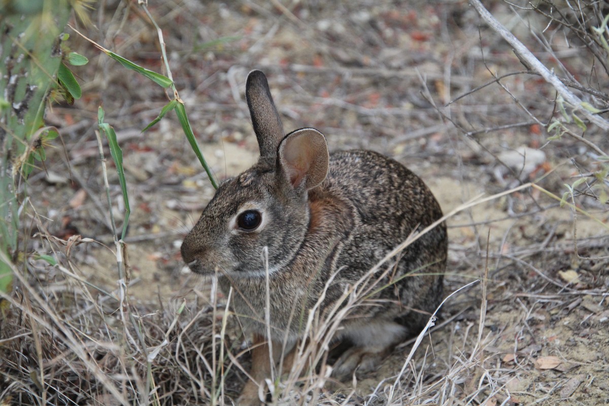 トウブワタオウサギ - ML645358406