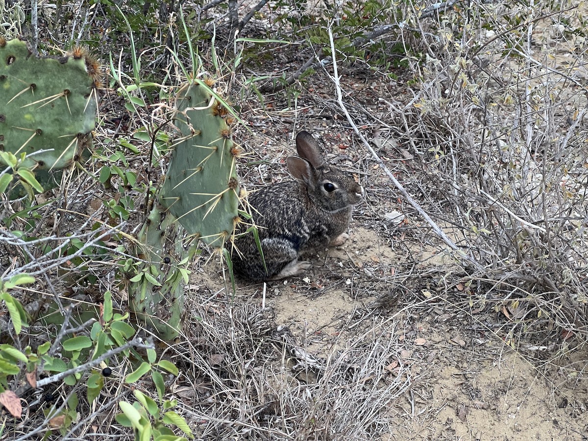 トウブワタオウサギ - ML645358407