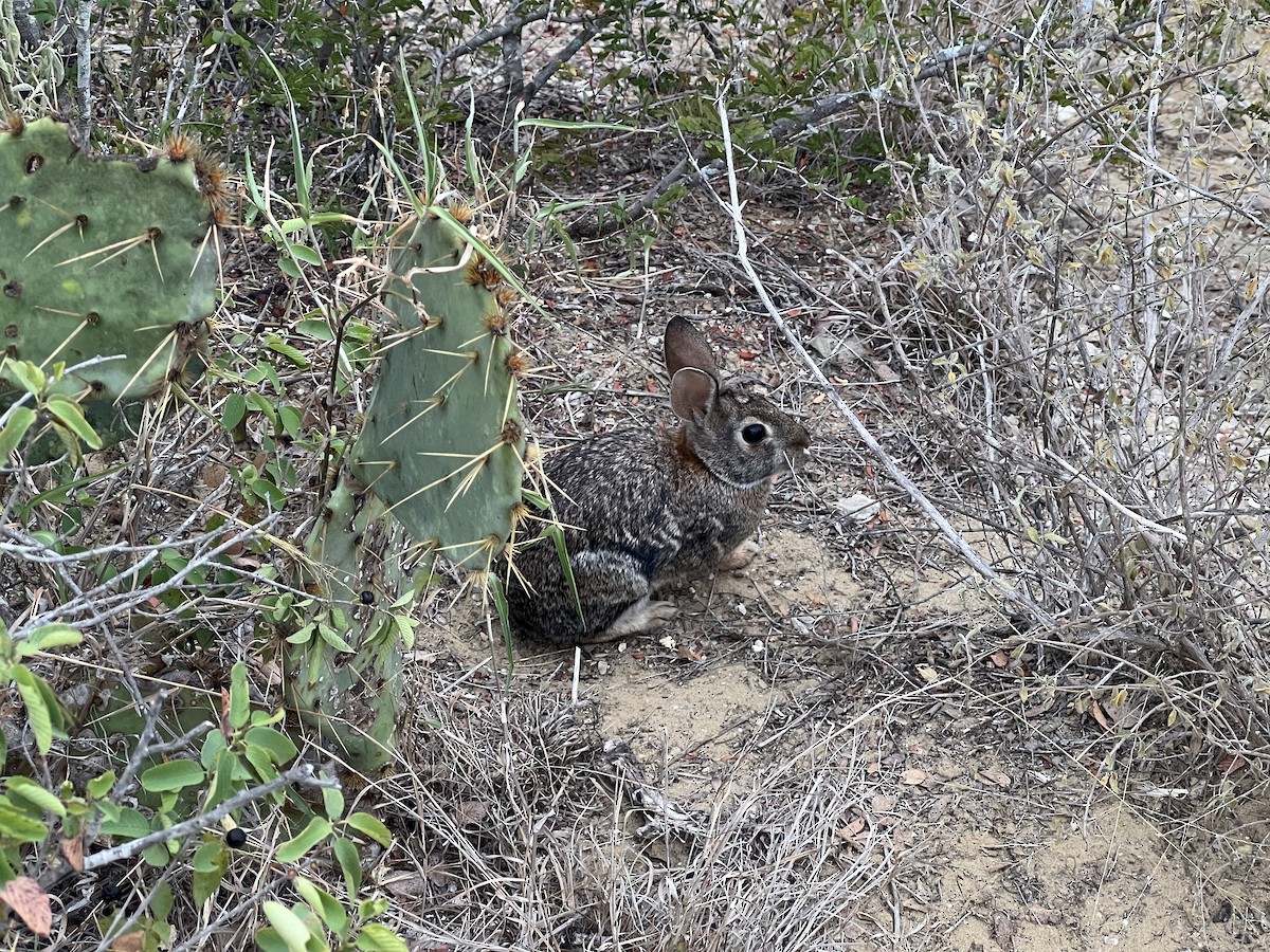 トウブワタオウサギ - ML645358408