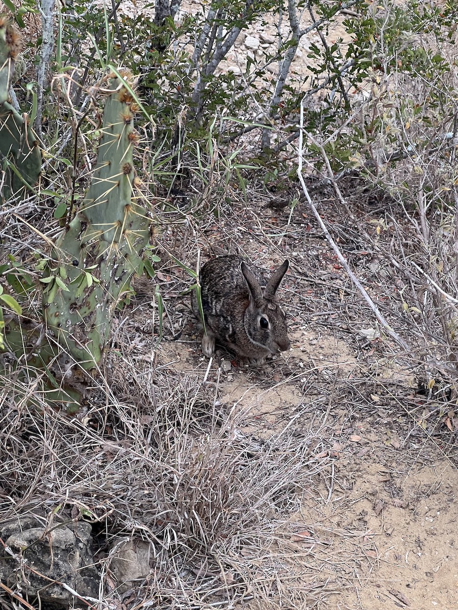 トウブワタオウサギ - ML645358409