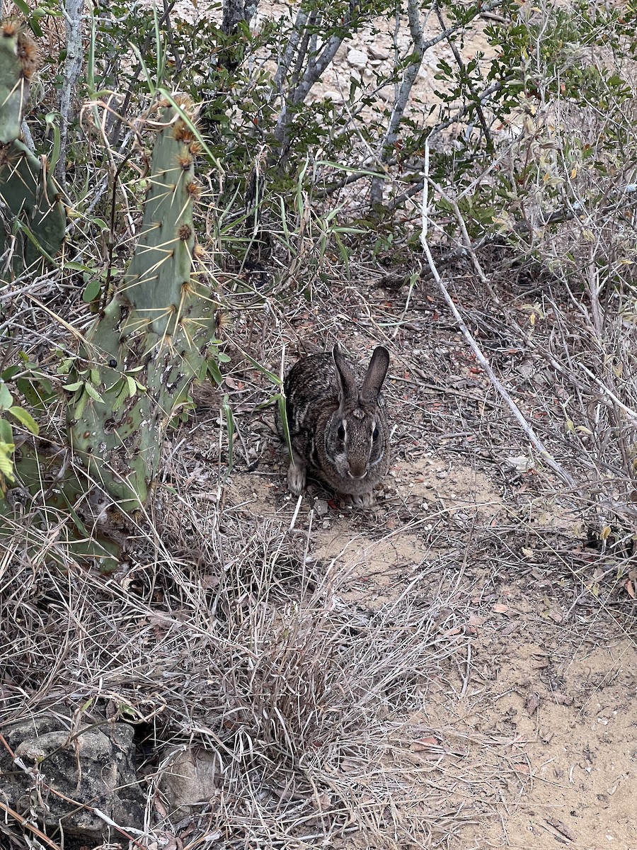 トウブワタオウサギ - ML645358410