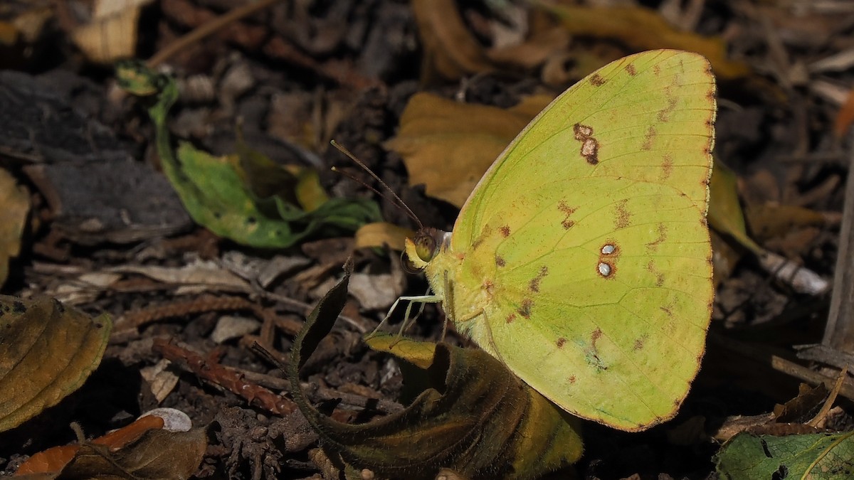 Marcellina Sulphur - ML645358423