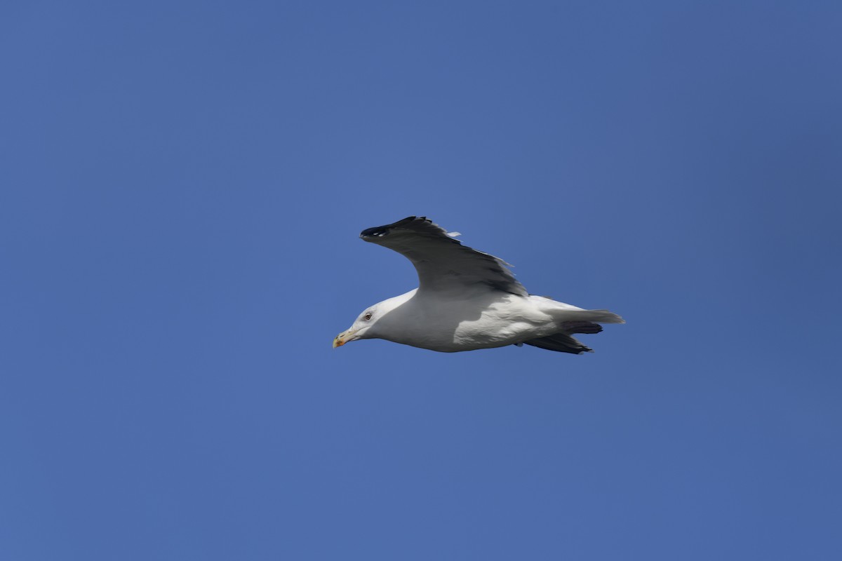 racek mořský - ML645358428