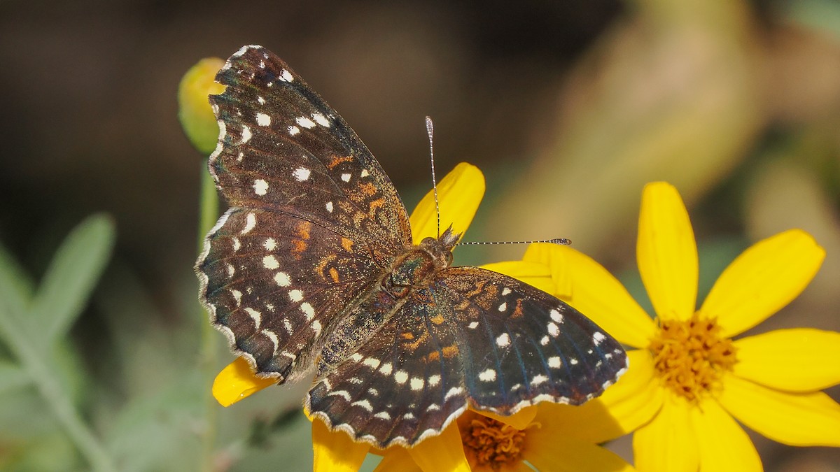 Texan Crescent - ML645358431