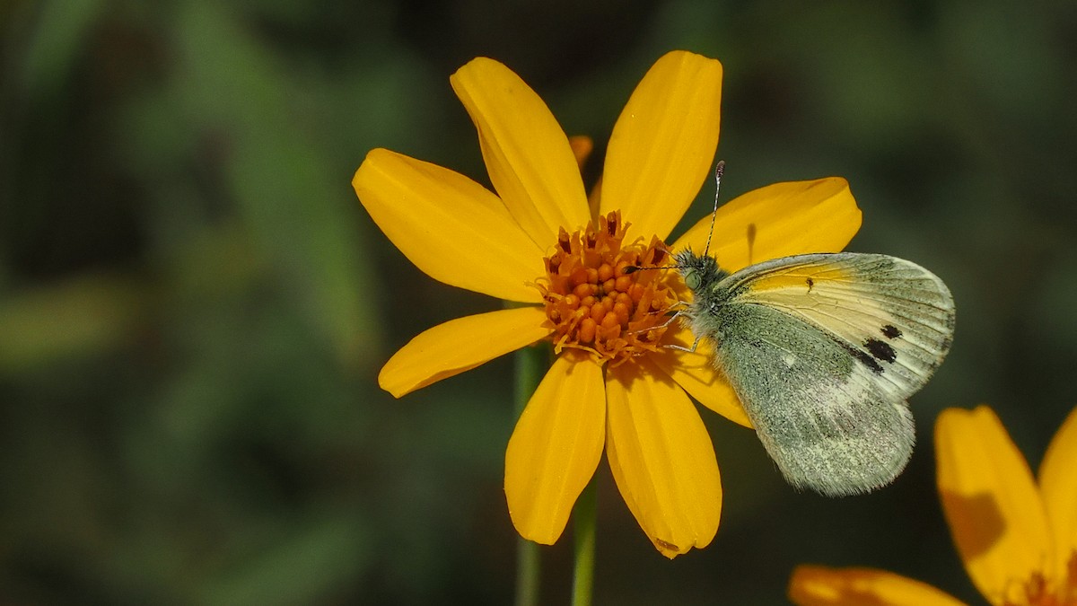 Dainty Sulphur - ML645358438