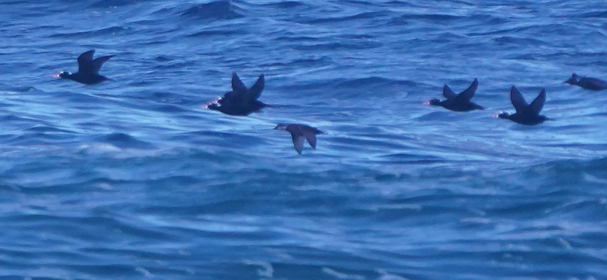 Black Scoter - ML645358442