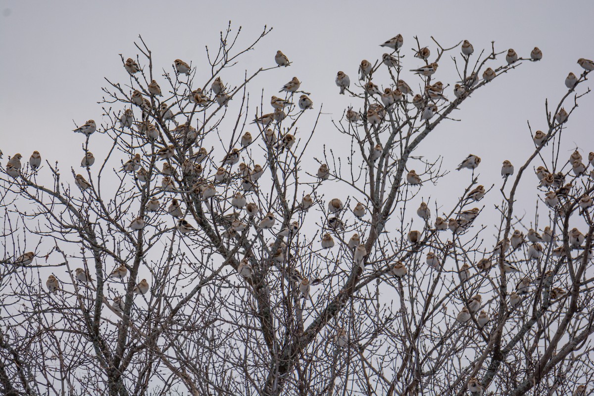 Snow Bunting - ML645358452