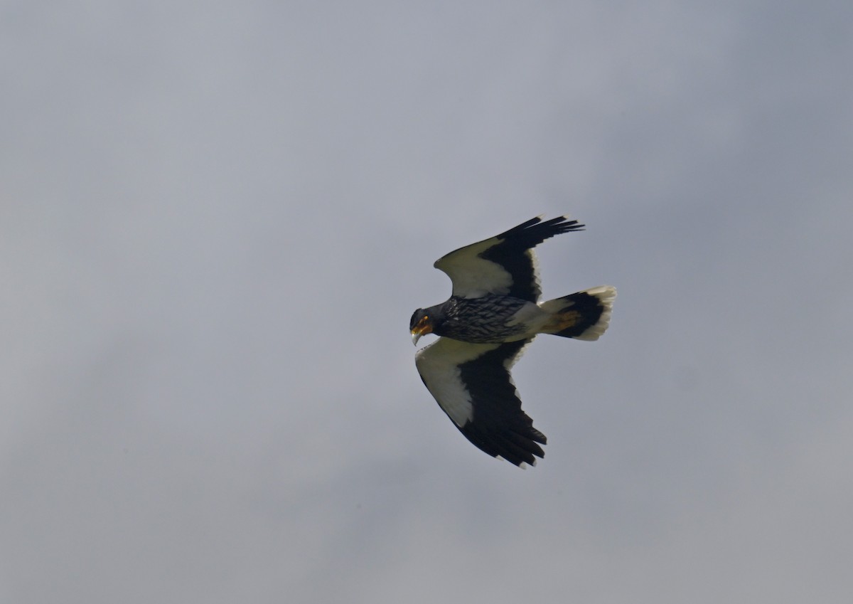 Carunculated Caracara - ML645358463