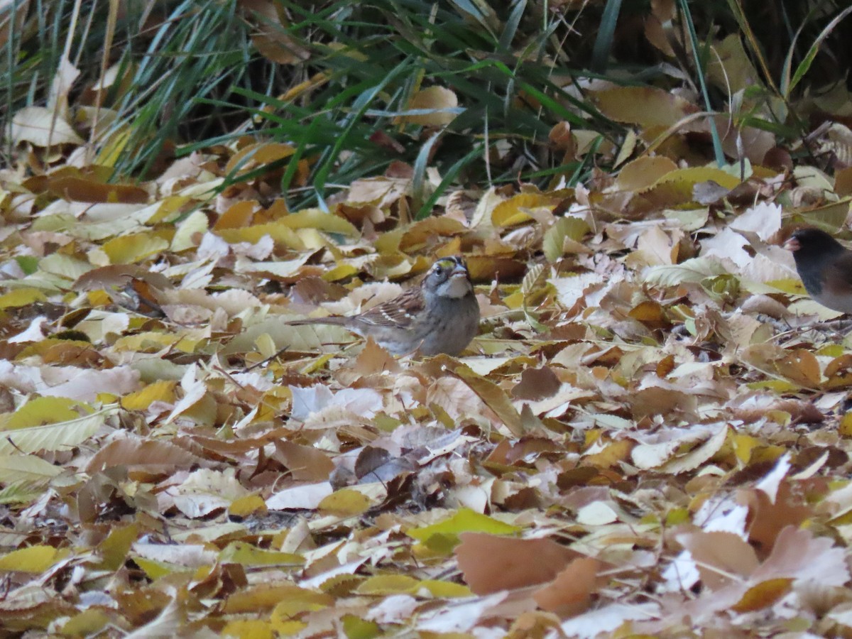 White-throated Sparrow - ML645358472