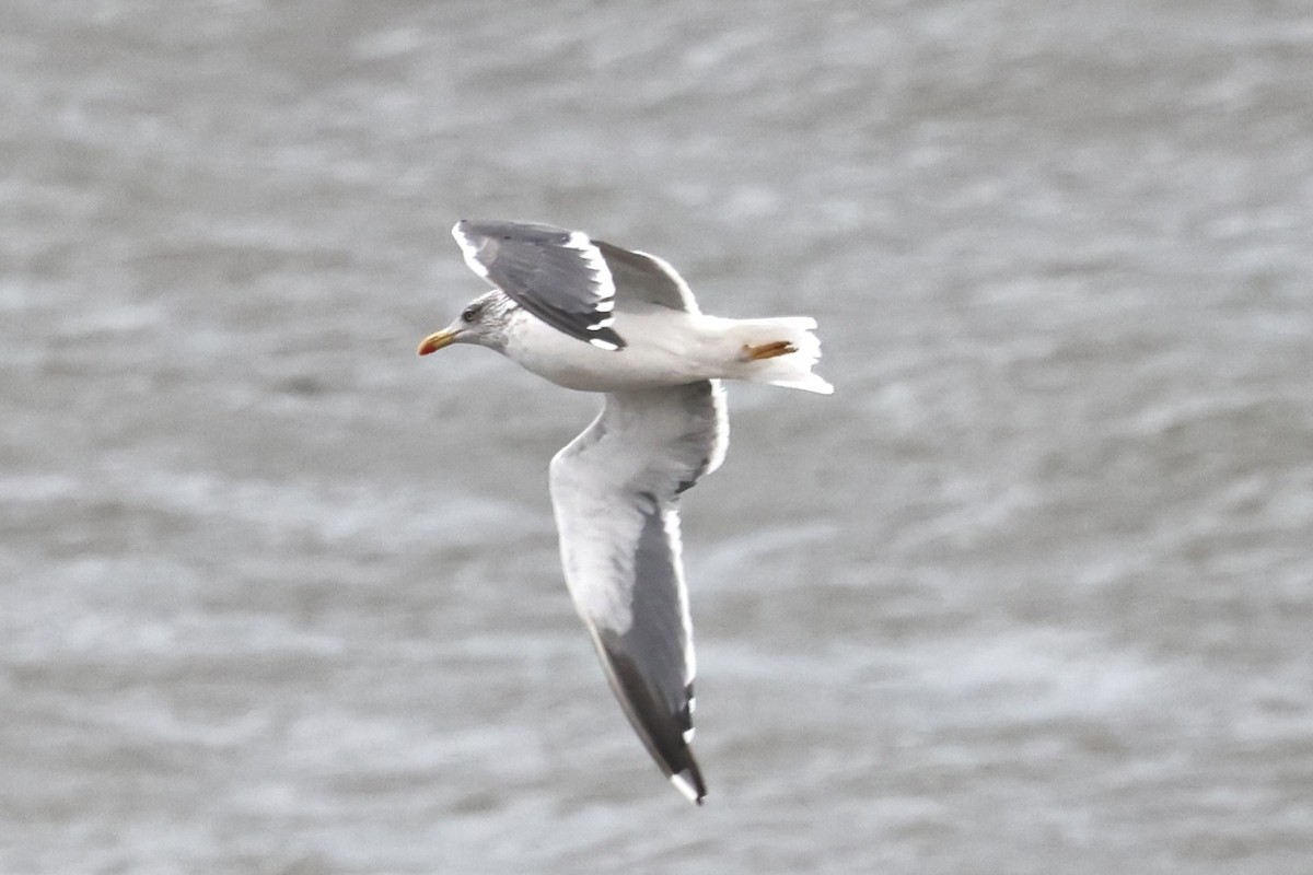 Lesser Black-backed Gull - ML645358485