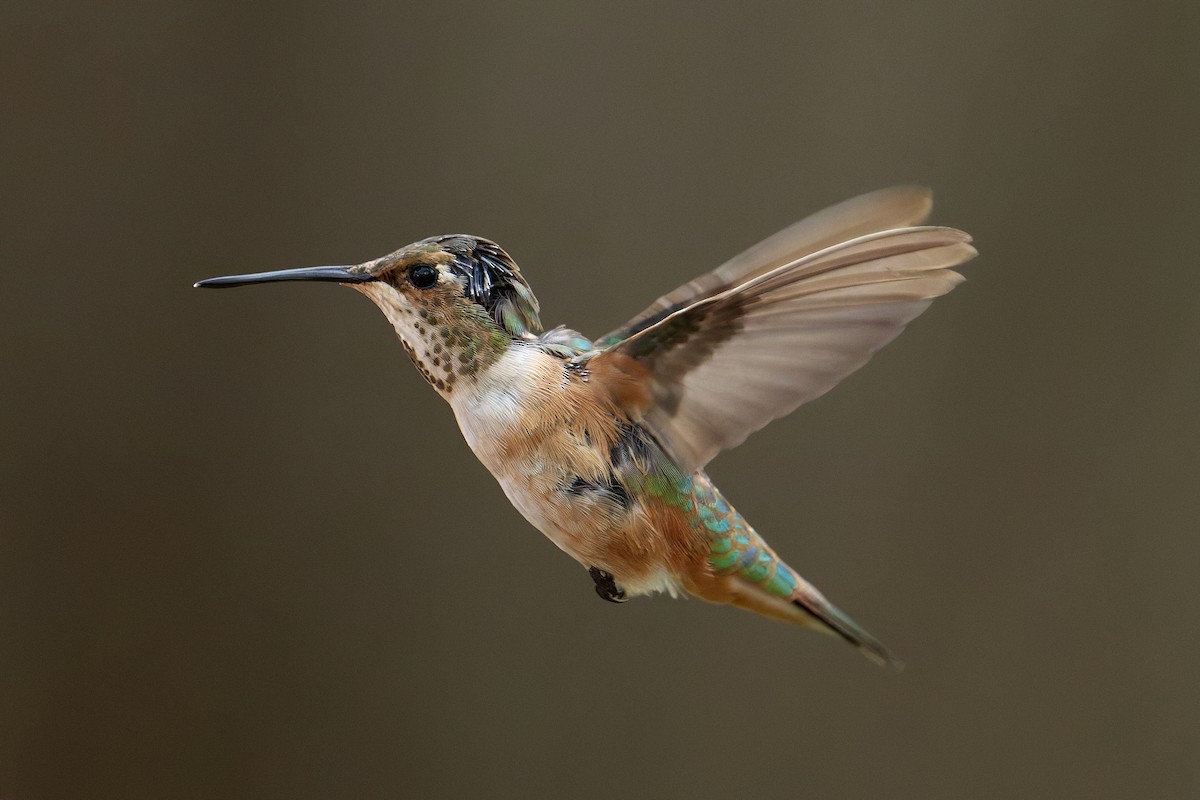 Rufous Hummingbird - ML645358492