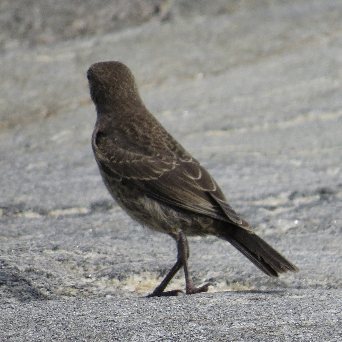 Brown-headed Cowbird - ML64535851