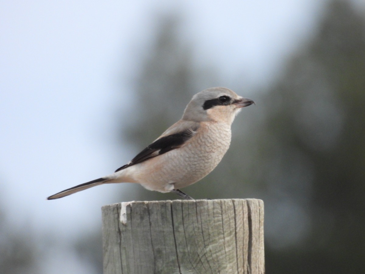 Northern Shrike - ML645358518